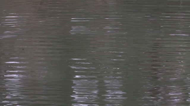 Little Grebe (Little) - ML394801531