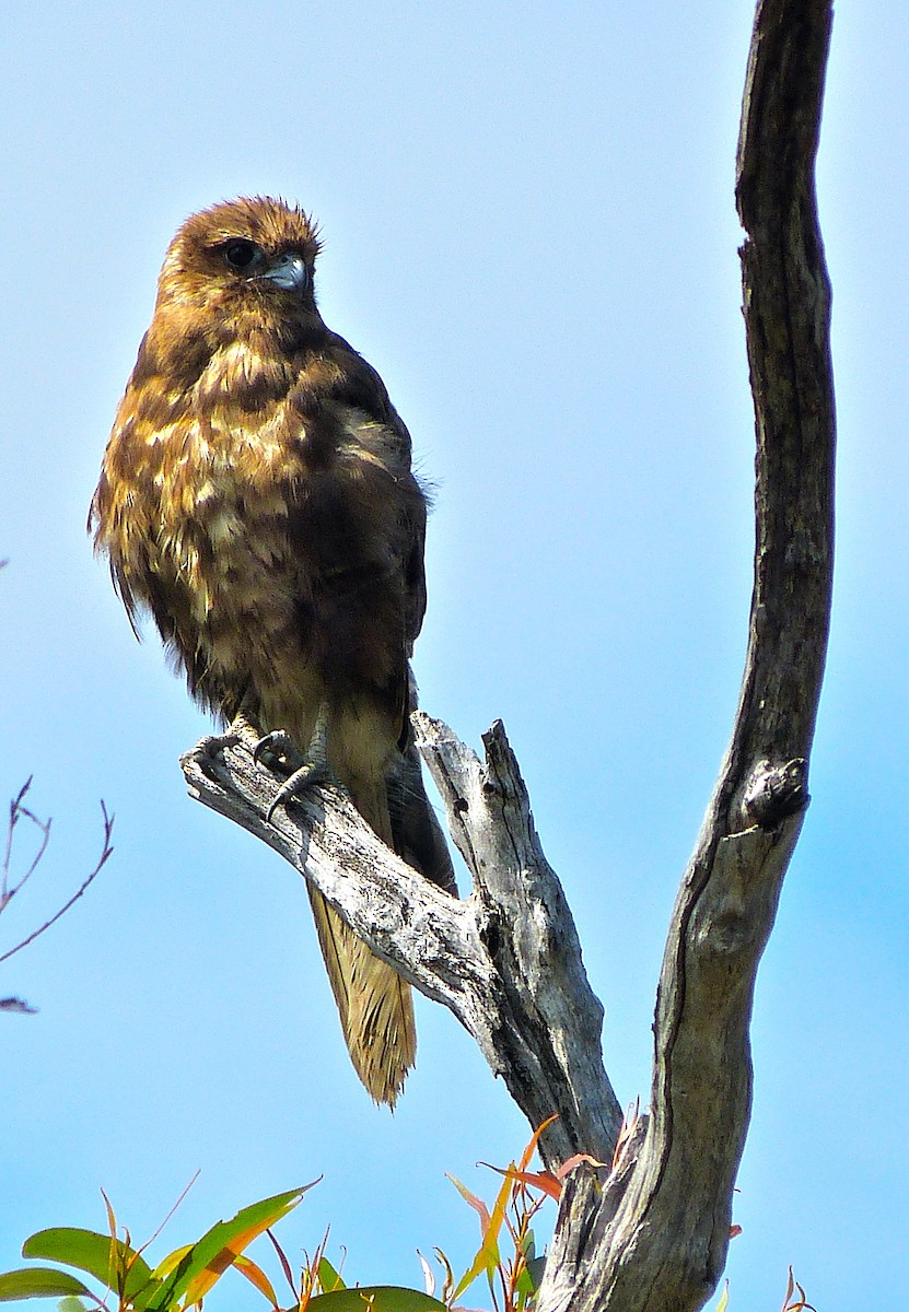 Brown Falcon - ML39480171