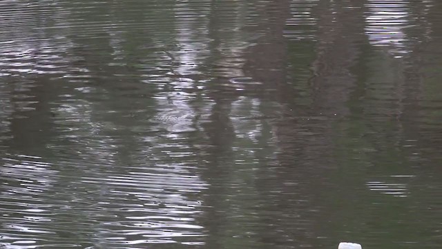 Little Grebe (Little) - ML394801961