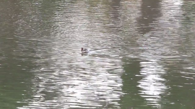 Little Grebe (Little) - ML394802101