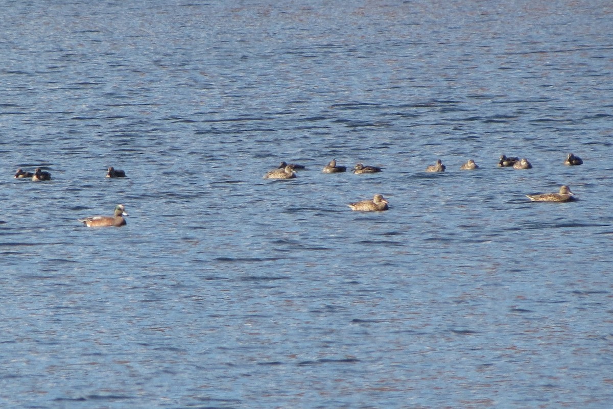 American Wigeon - ML39480231