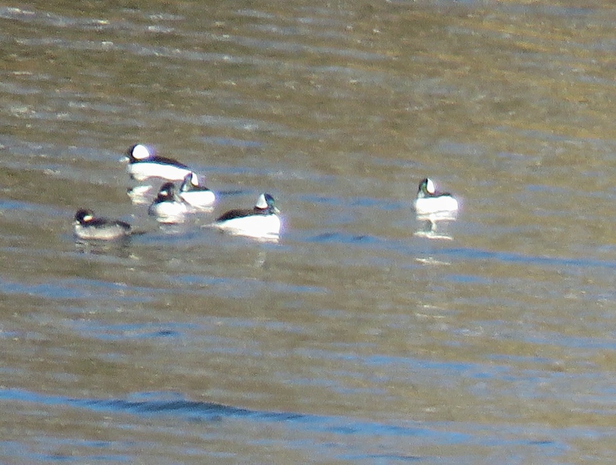 Bufflehead - ML39480491
