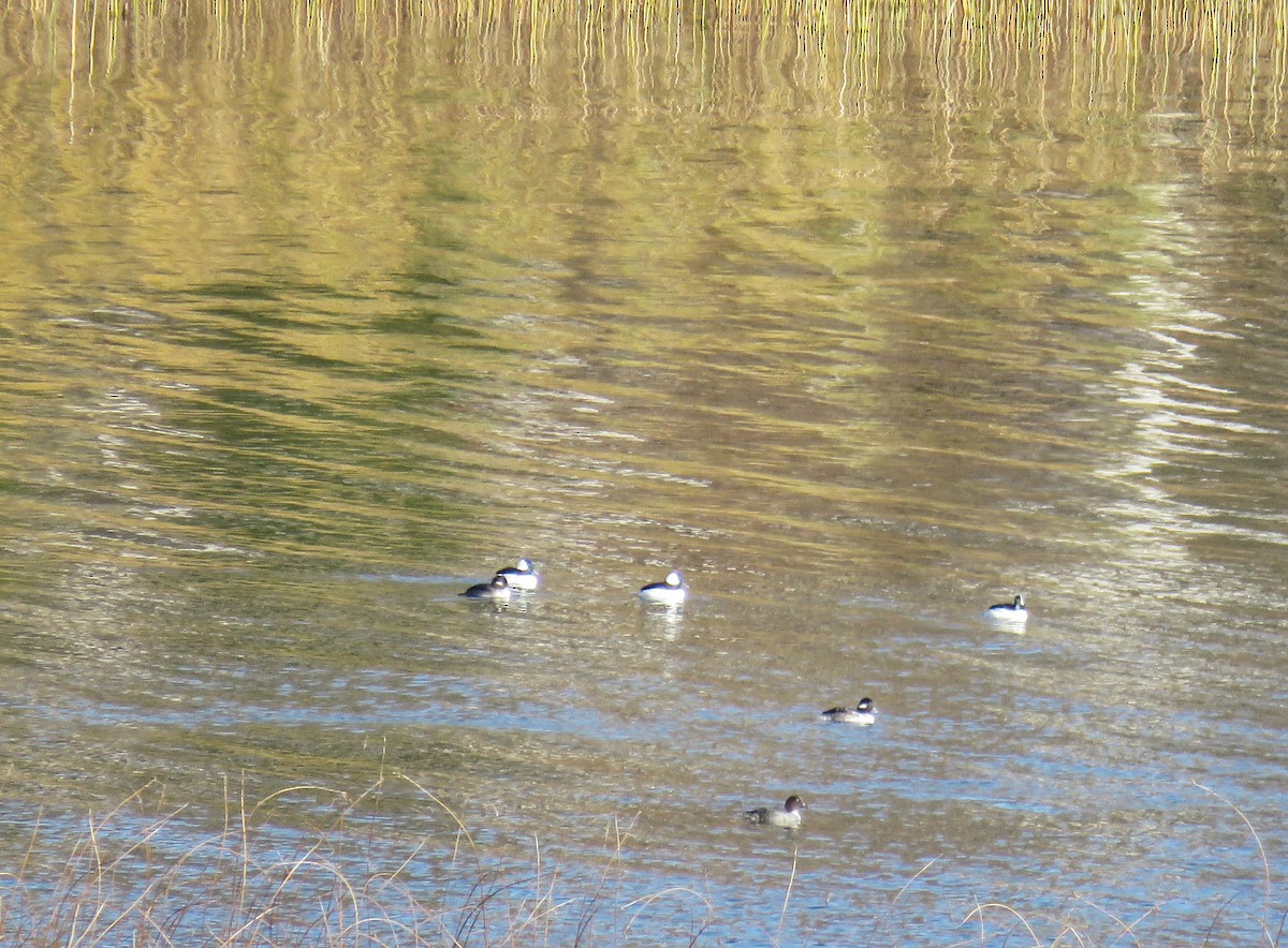 Common Goldeneye - ML39480631
