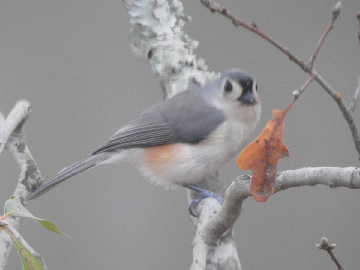 Tufted Titmouse - ML394806331