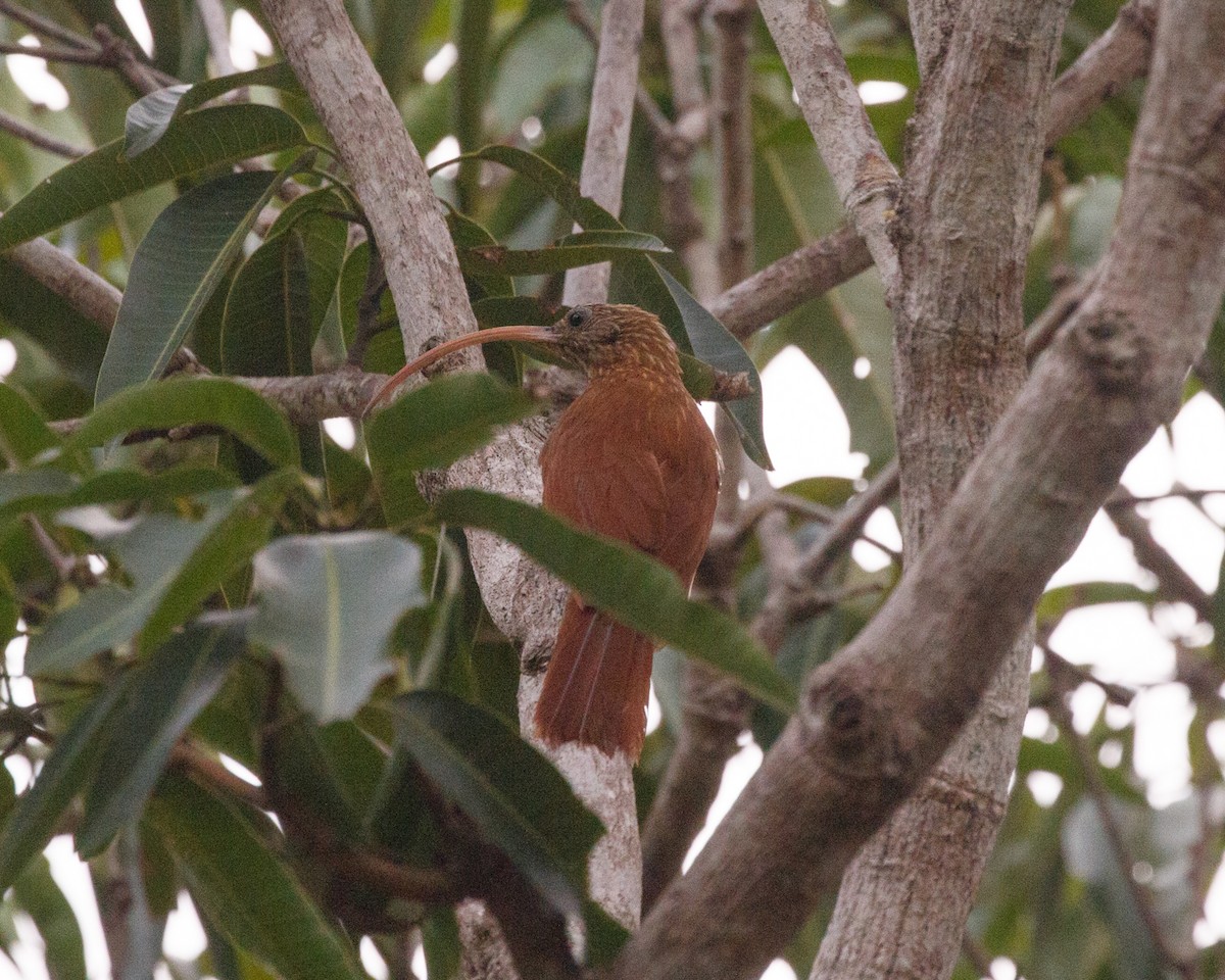 Red-billed Scythebill - ML394807271