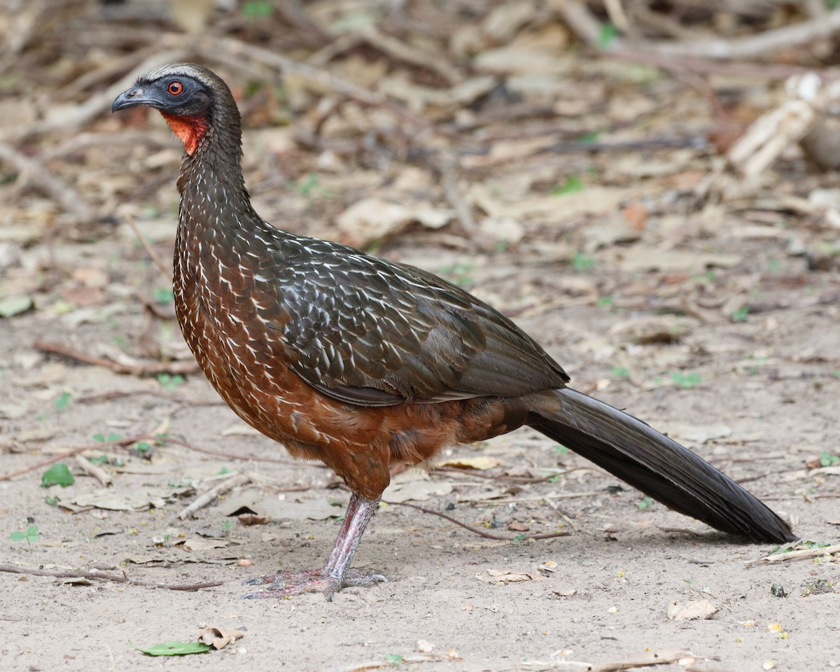 Chestnut-bellied Guan - Silvia Faustino Linhares