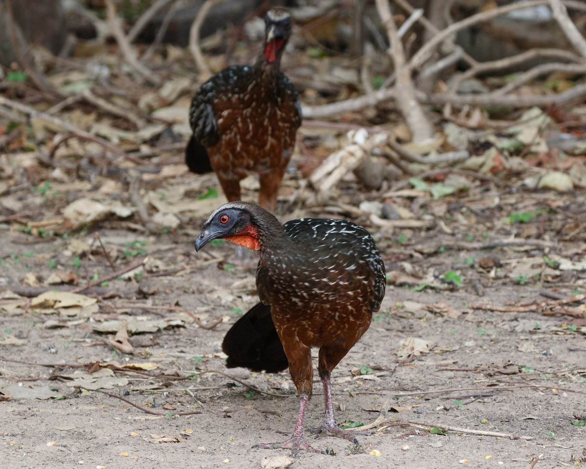 Chestnut-bellied Guan - Silvia Faustino Linhares