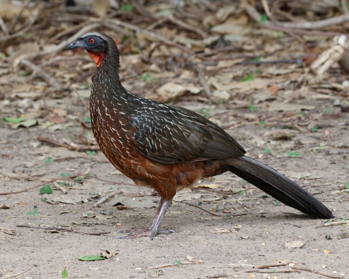 Chestnut-bellied Guan - Silvia Faustino Linhares