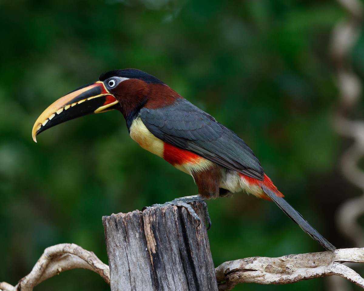 Chestnut-eared Aracari - ML394808041