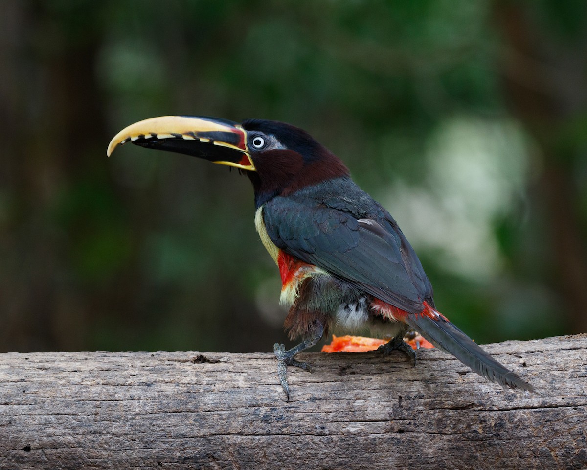 Chestnut-eared Aracari - ML394808071