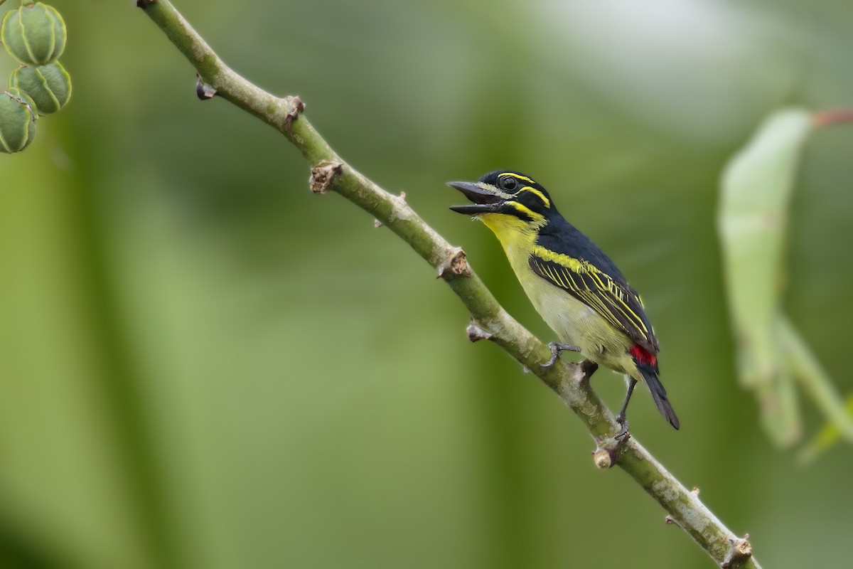 Rotbürzel-Bartvogel - ML394808121