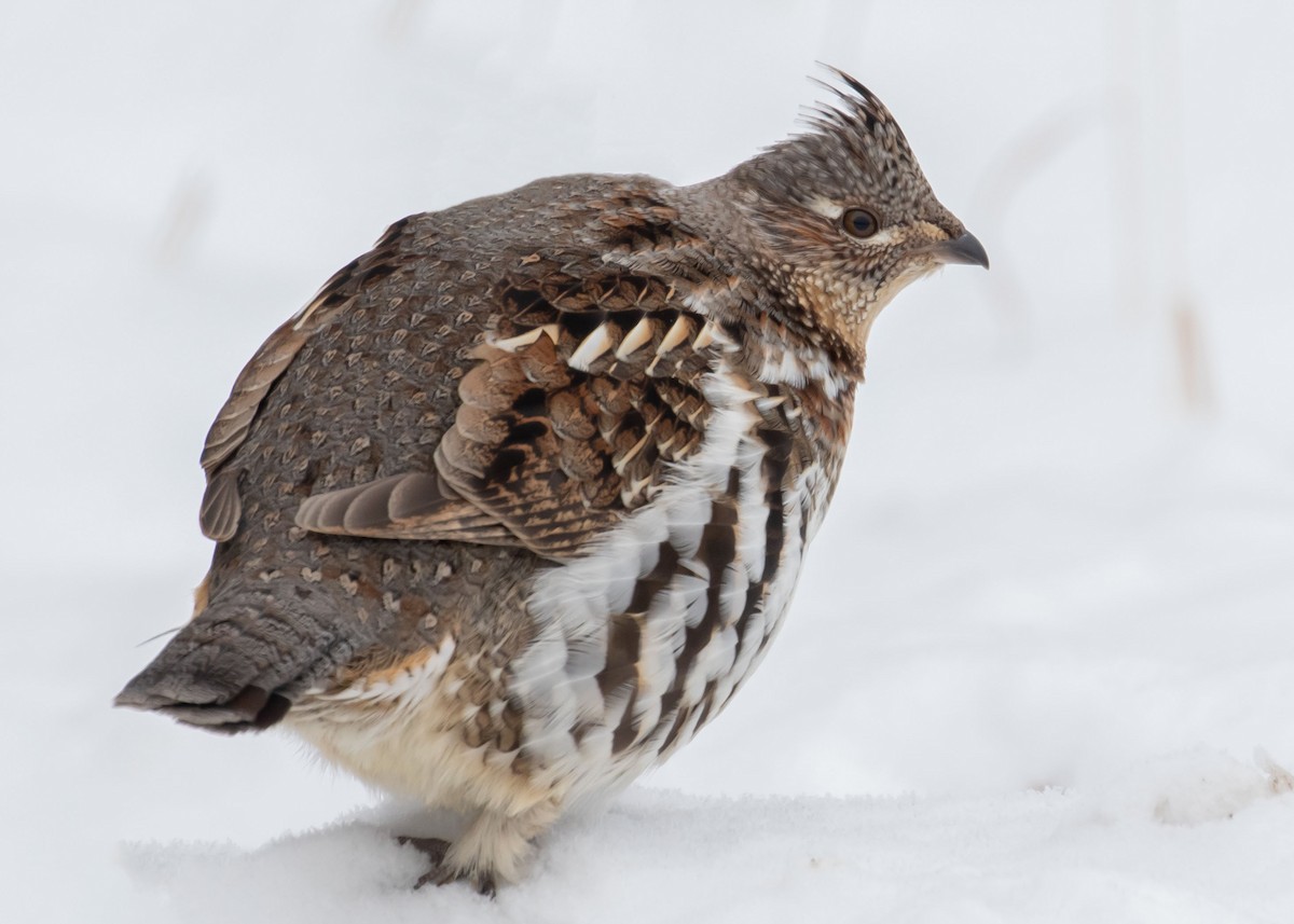 Ruffed Grouse - ML394808501