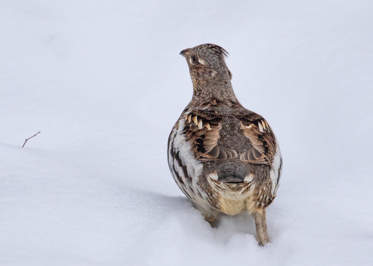 Ruffed Grouse - ML394808521