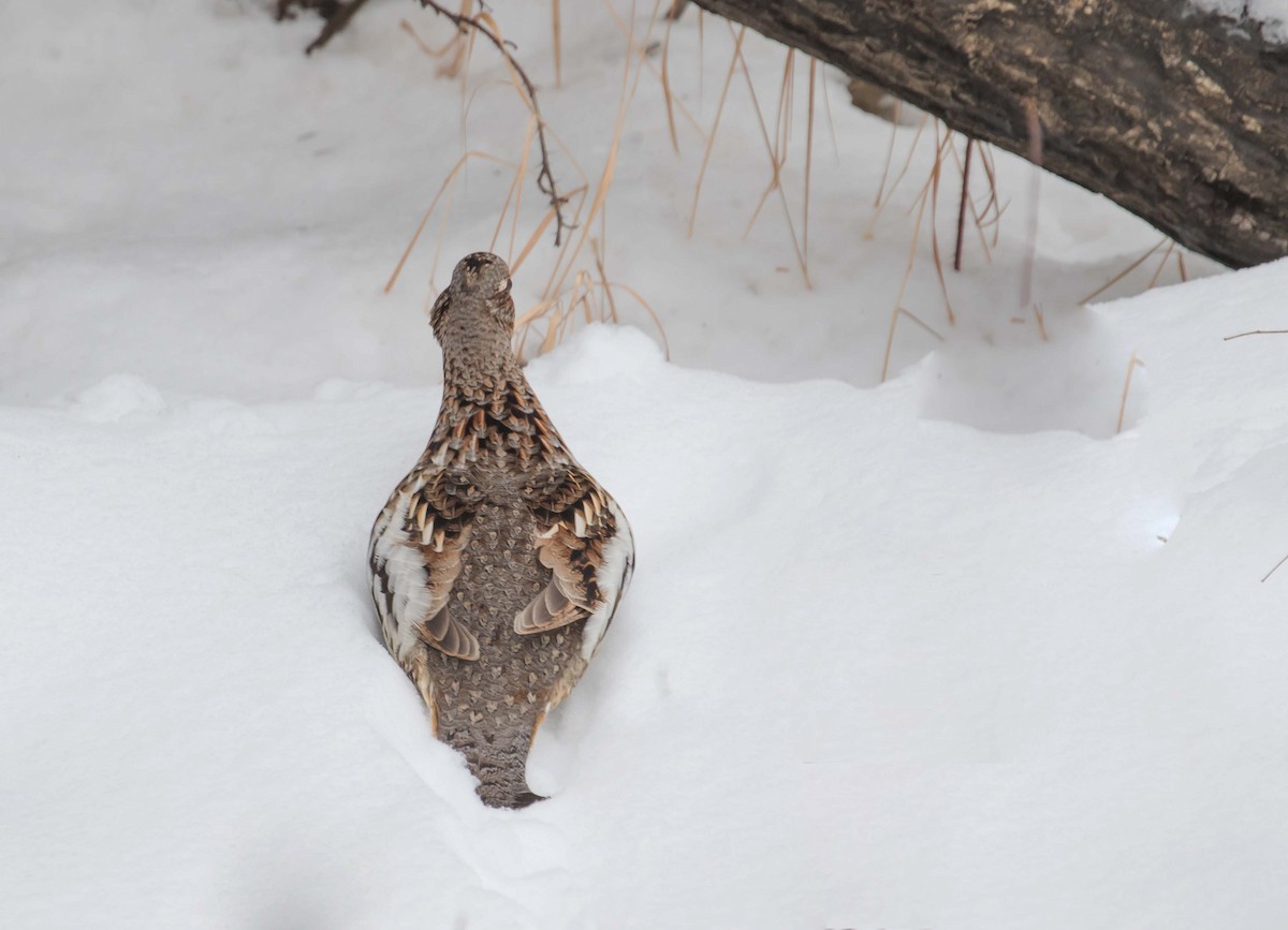 Ruffed Grouse - ML394808531