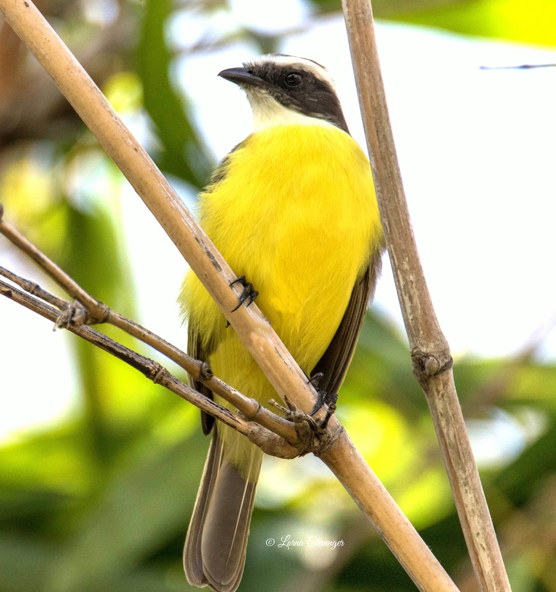 Social Flycatcher - ML394811321