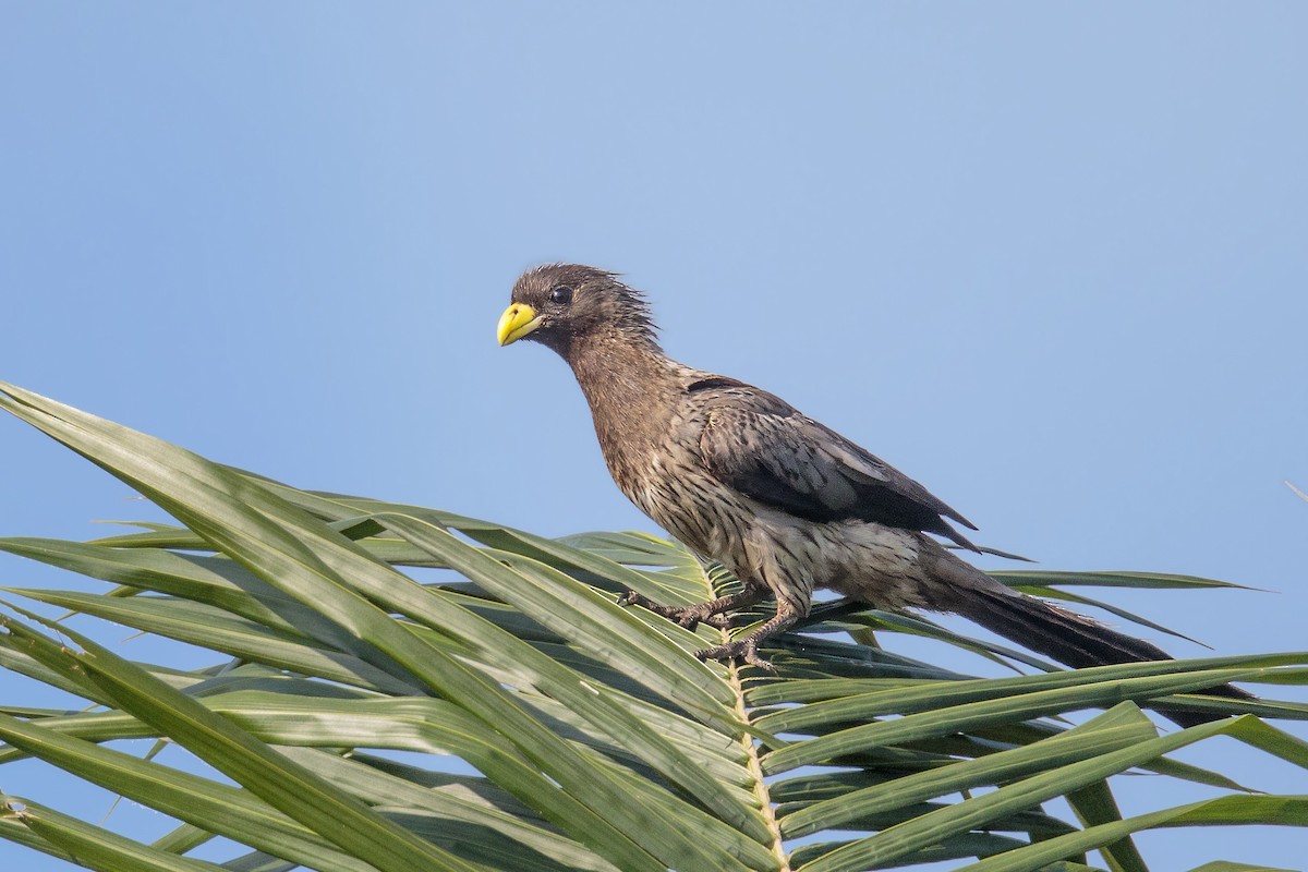 Turaco Gris Occidental - ML394812221
