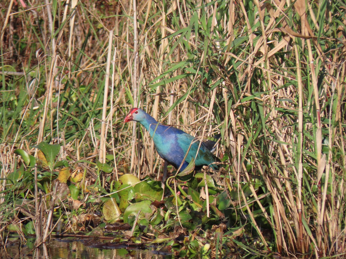 Gray-headed Swamphen - ML394812241