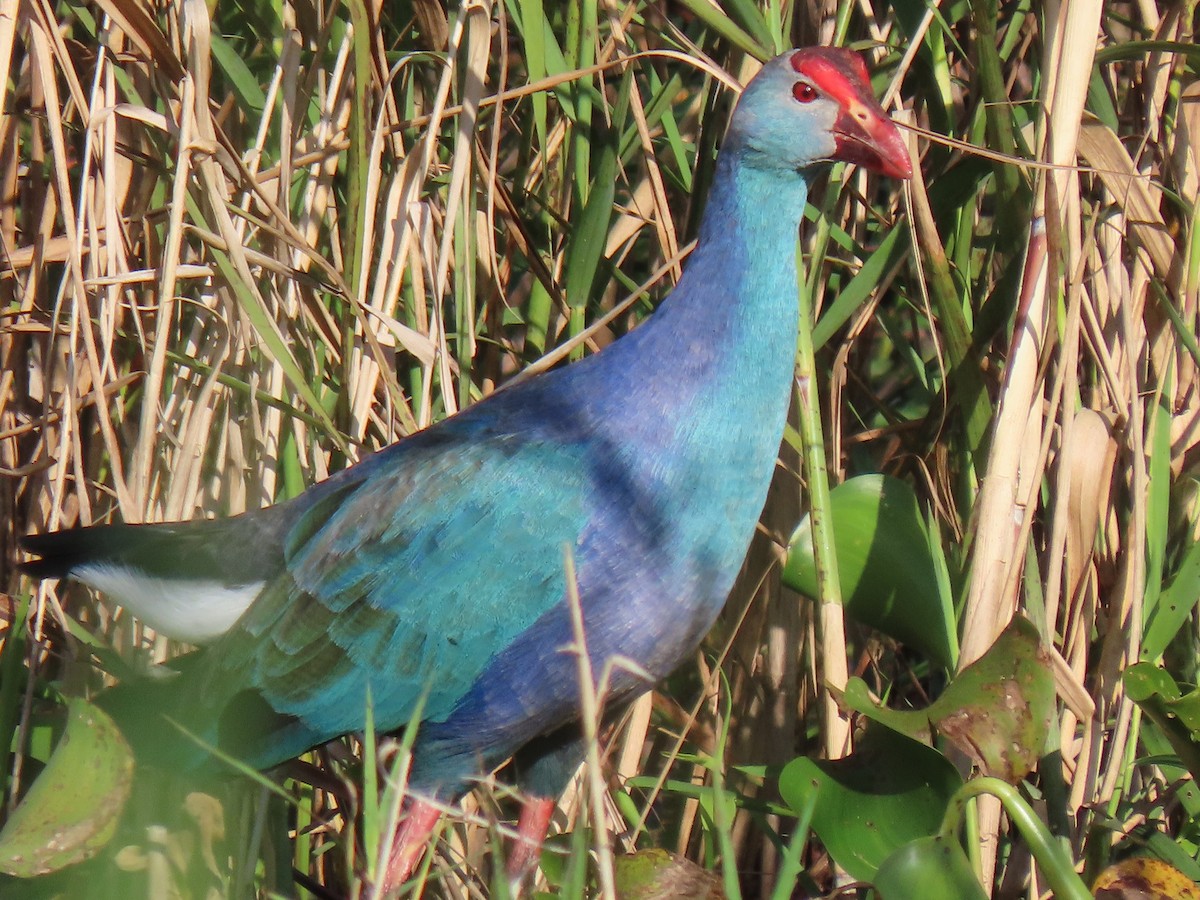 Gray-headed Swamphen - ML394812361