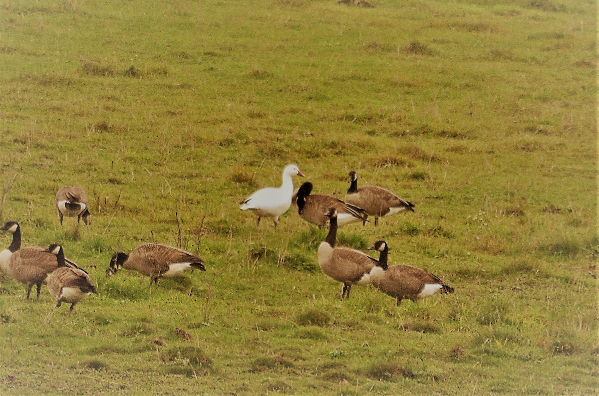 Snow Goose - 🦜 Daniel Correia 🦜