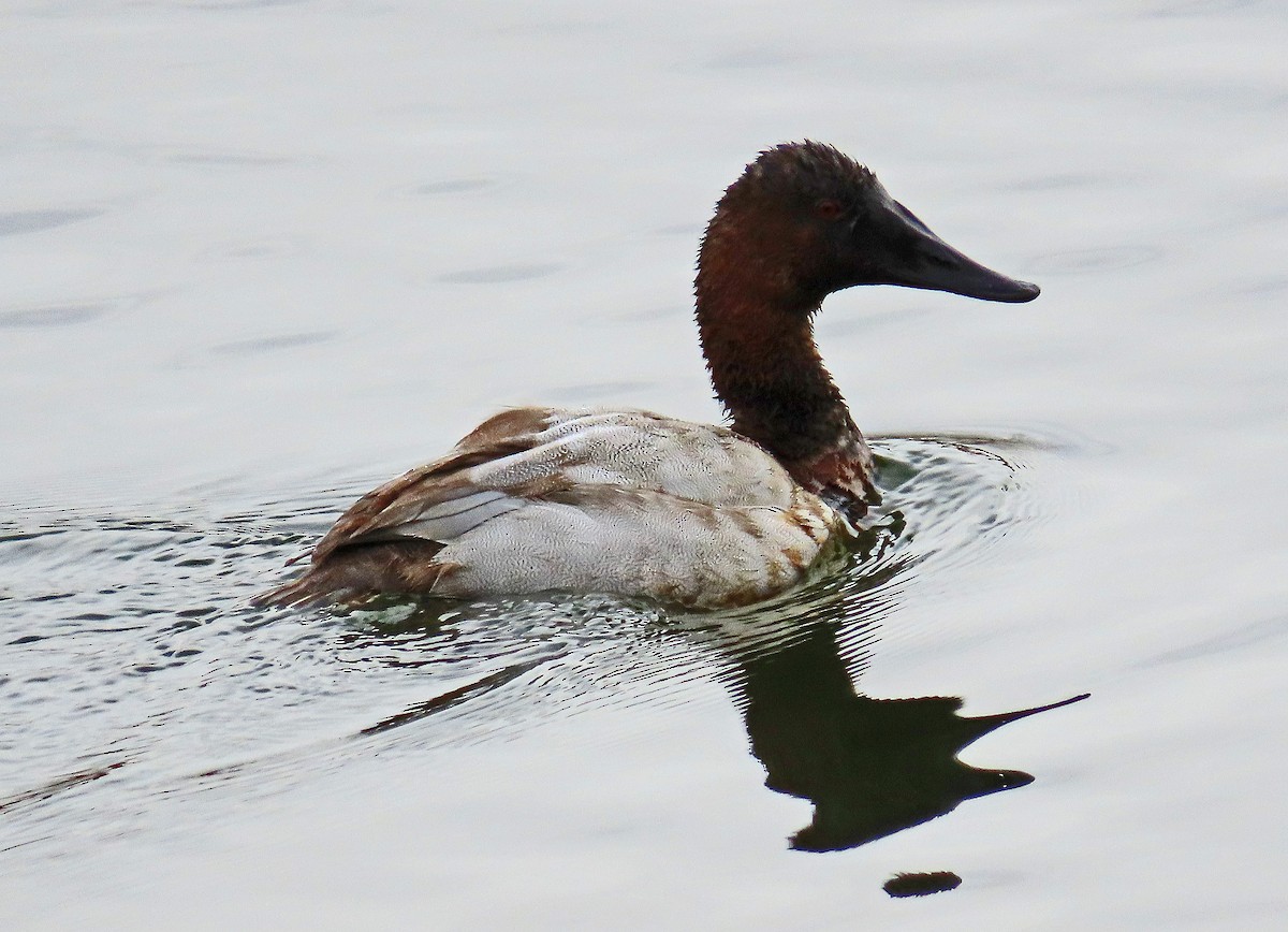 Canvasback - ML394816041