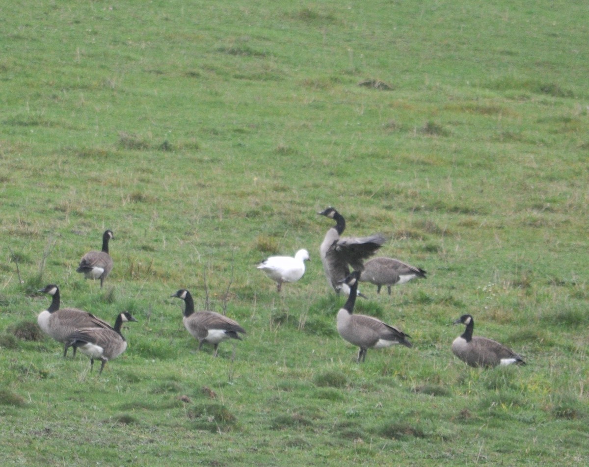 Snow Goose - ML394816101