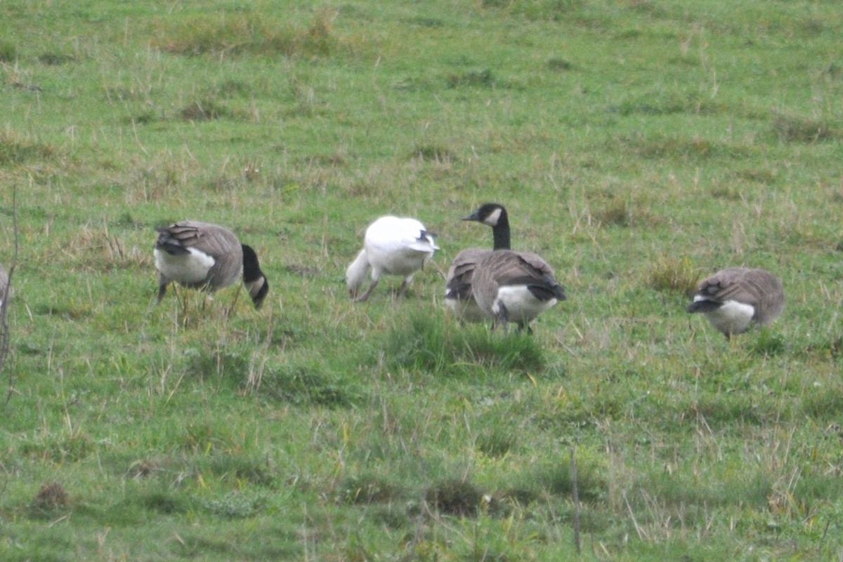 Snow Goose - ML394816211