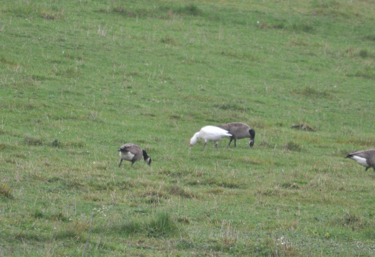 Snow Goose - ML394816321