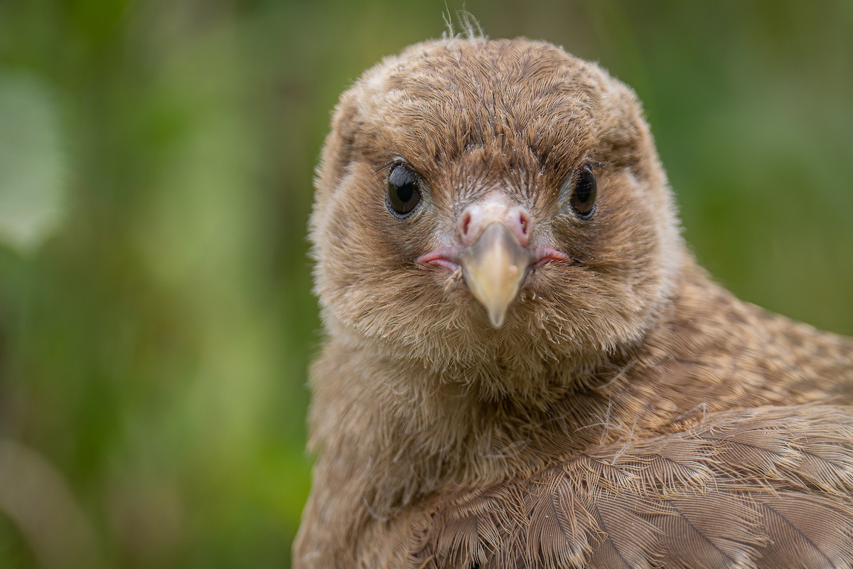 Chimango Caracara - ML394816461