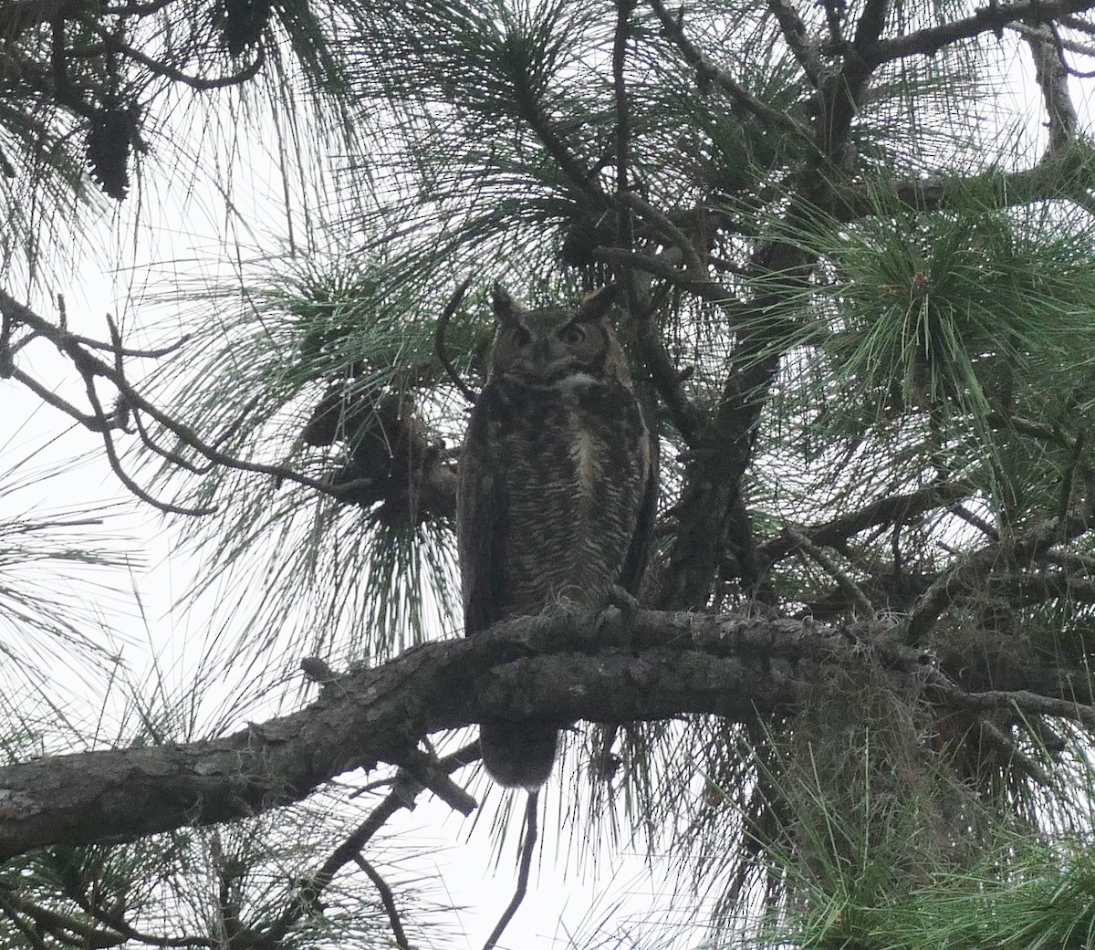 Great Horned Owl - ML394816661