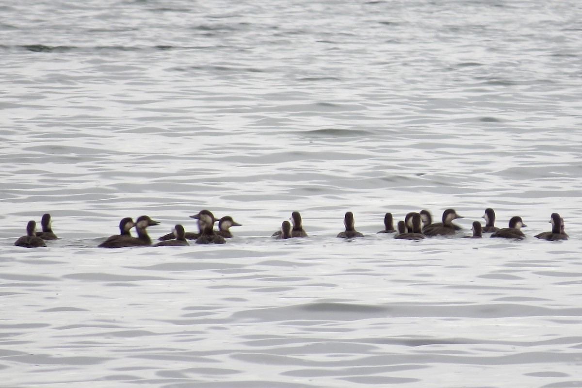 Black Scoter - ML39481901