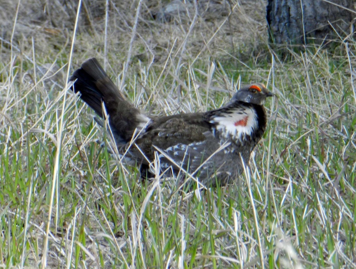 Dusky Grouse - Joe Hanfman