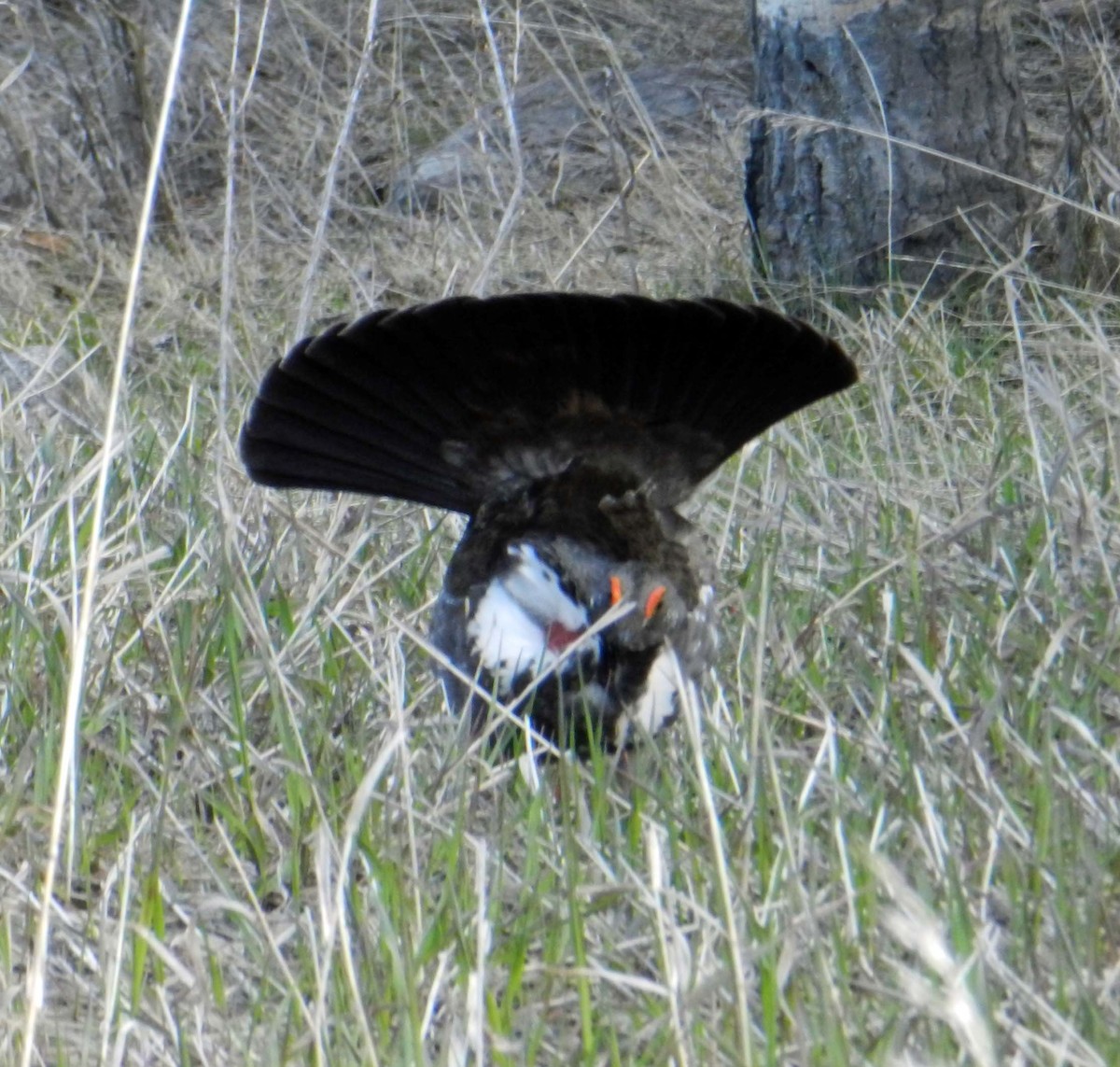 Dusky Grouse - Joe Hanfman