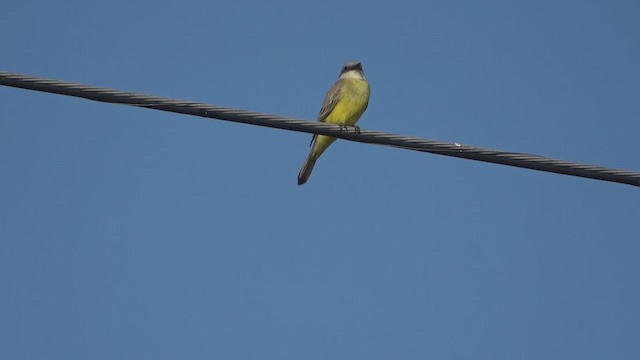 Tropical Kingbird - ML394823261