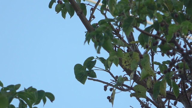 Brown-crested Flycatcher - ML394826561