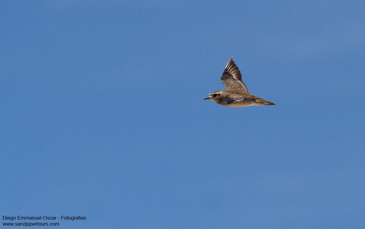 American Golden-Plover - Diego Oscar / Sandpiper Birding & Tours