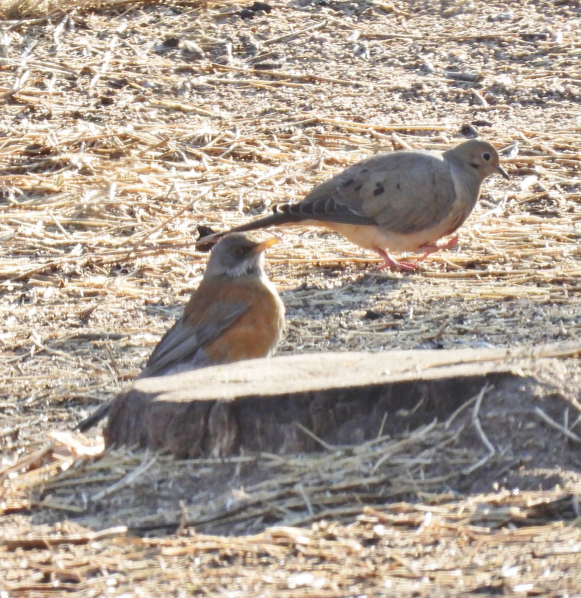 Rufous-backed Robin - Marc Shlossman