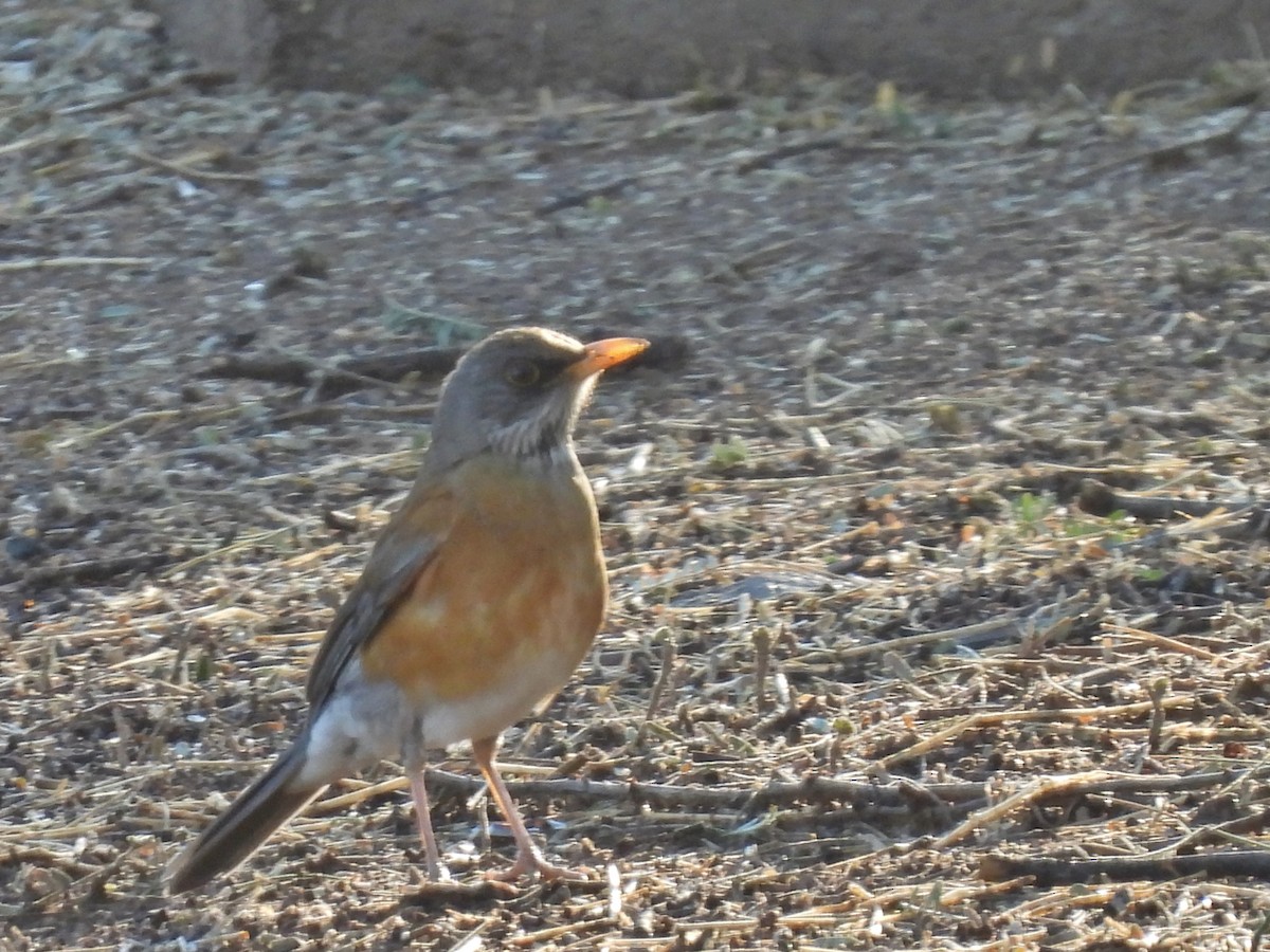 Rufous-backed Robin - Marc Shlossman