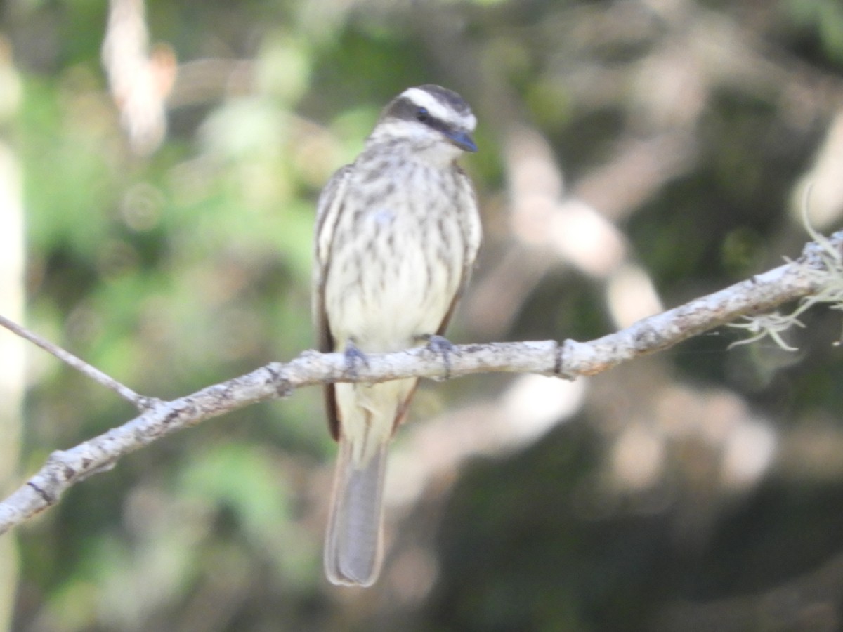 Streaked Flycatcher - Silvia Enggist