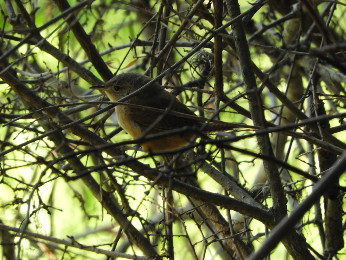 House Wren - ML394828981