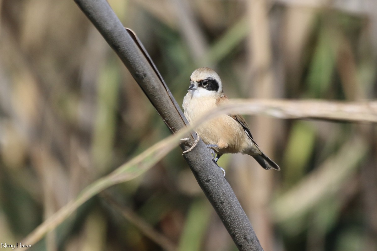 Eurasian Penduline-Tit - nitay haiun