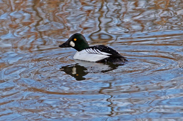 Common Goldeneye - Kris Petersen