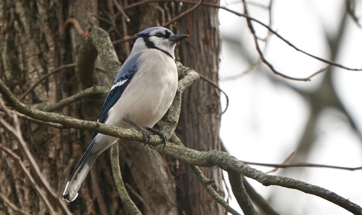 Blue Jay - ML394831541
