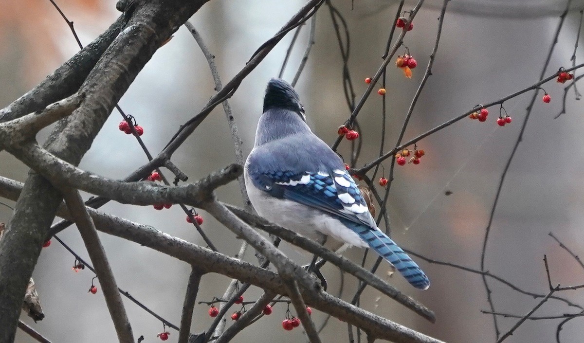 Blue Jay - ML394831631