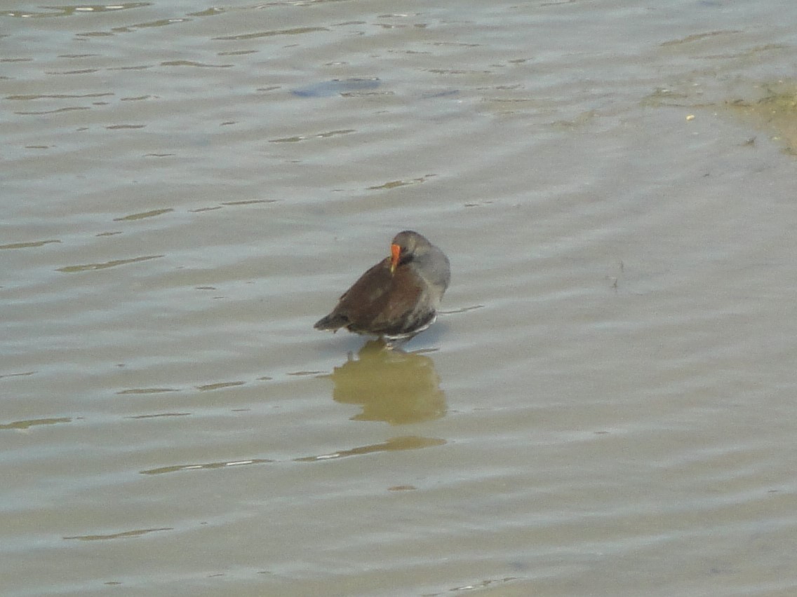 Common Gallinule - ML394832001