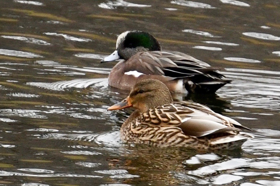 Canard d'Amérique - ML394832321