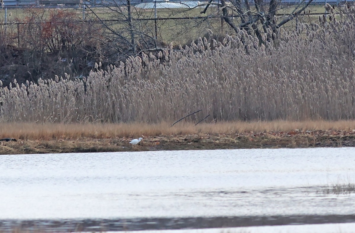 Little Blue Heron - ML394832761