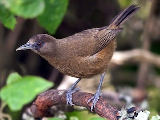  - Bioko Speirops