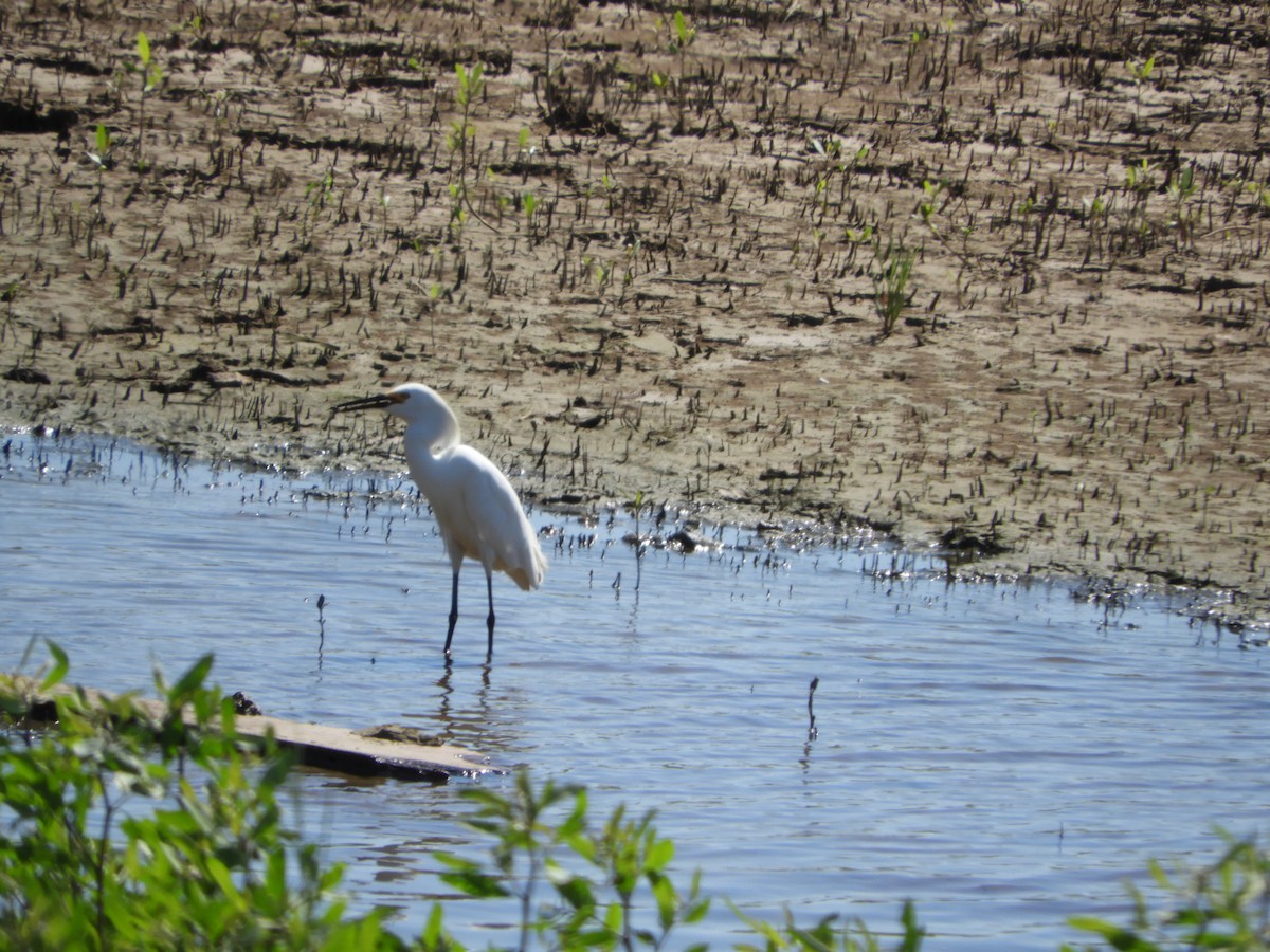 Snowy Egret - ML394834841