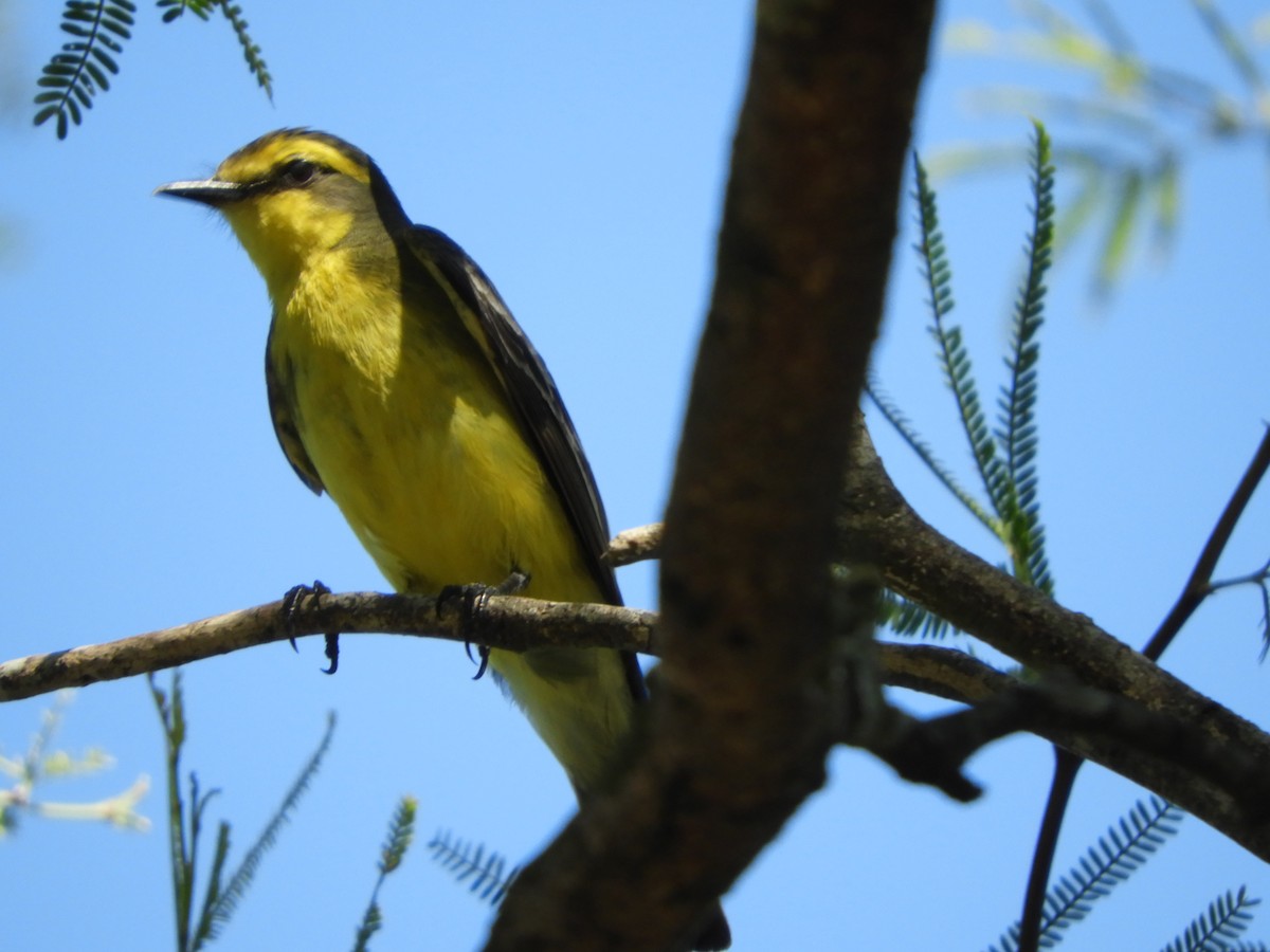 Yellow-browed Tyrant - Silvia Enggist