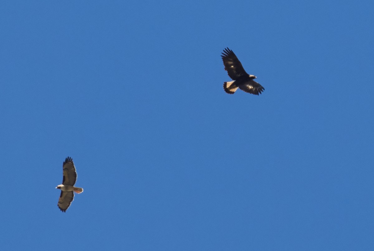 Red-tailed Hawk - ML39483861